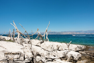 Tree branches forming artistic figures in the north-east cape of Corfu island, in Erimitis forest