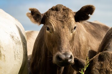 Stud beef cows and bulls grazing on green grass in Australia, breeds include speckled park, murray...