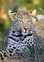 Leopard resting in the evening light, Sabi Sands Game Reserve, South Africa
