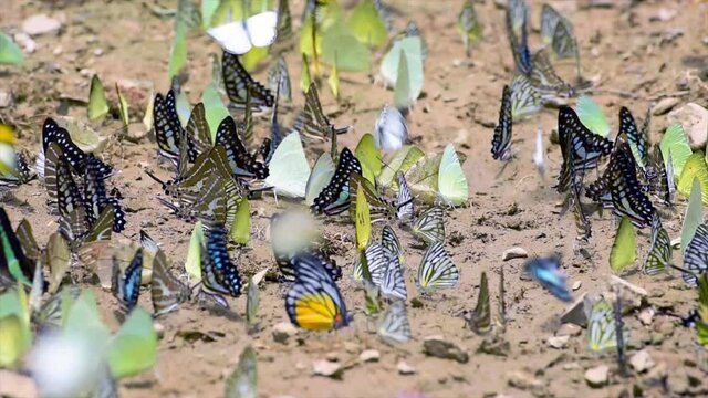 Butterflies swarm eats minerals in Ban Krang Camp, Kaeng Krachan National Park at Phetchaburi, Thailand.