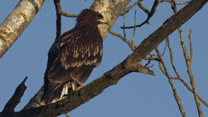 red tailed hawk
