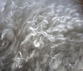 White poodle fur in a closeup. Curly white clean dog hair.