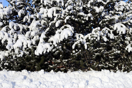 Beautiful white and snowy Finland winter scene in Espoo, Finland. Snowy trees in a closeup.
