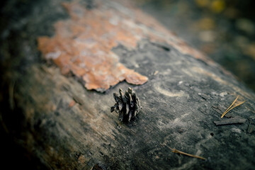 A dry pine cone on a felled tree. One cone lies on a rotten tree