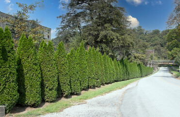 trees in the park