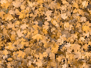 Many colorful yellow gold maple leaves background, fall, autumn backdrop in restrained beige pastel