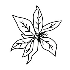 Vector Simple Christmas plant in doodle style with black line on white background.Floral,winter,botanical,mininmalist hand drawn illustration.Design for stickers,packaging,web,printing,posters. 