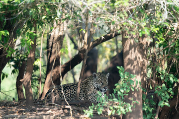  Jaguar resting on the ground