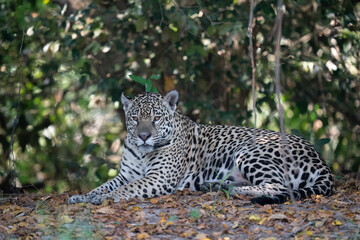  Jaguar resting on the ground