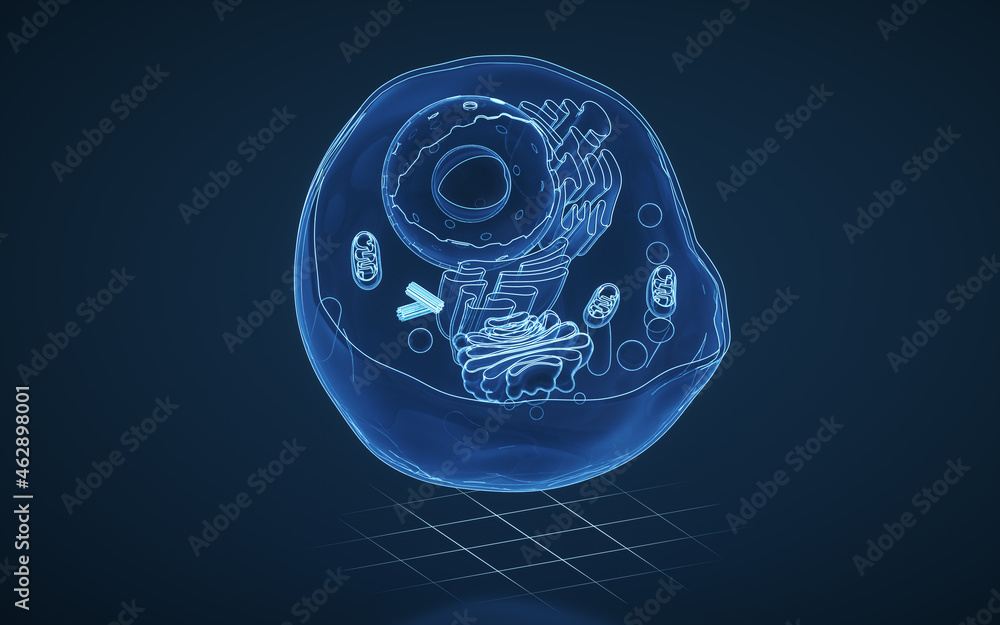Poster internal structure of an animal cell, 3d rendering. section view.