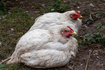 two broilers sitting side by side and looking to the side