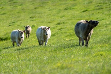beef cows and calves grazing on grass in Australia, on a farming ranch. Cattle eating hay and...
