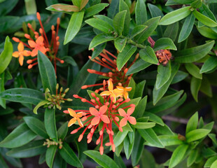 red and yellow flowers
