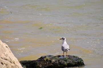 Gabbiano solitario sullo scoglio a Montesilvano Marina