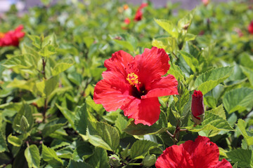 Red hibiscus flower in a garden in Cyprus.