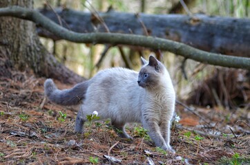 white cat in the forest 