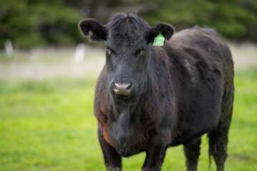 beef cows and calves grazing on grass in Australia, on a farming ranch. Cattle eating hay and...