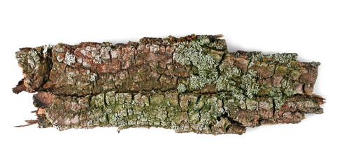 Green moss lichen and on oak tree bark isolated on white background, top view