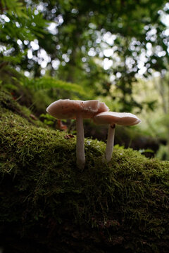 Closeup shot of two white pluteus mushrooms