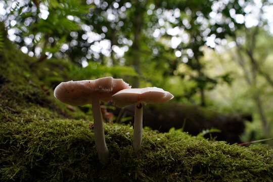 Closeup shot of two white pluteus mushrooms