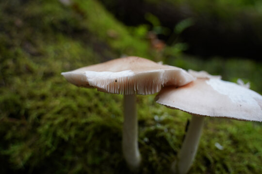 Closeup shot of two white pluteus mushrooms