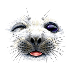 A baby seal. Creative design. Graphic, color portrait of a cheerful baby seal close-up in watercolor style on a white background. Digital vector graphics.