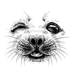 A baby seal. Graphic, black-and-white portrait of a cheerful baby seal close-up in sketch style on a white background. Digital vector graphics
