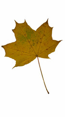 maple leaf isolated on white