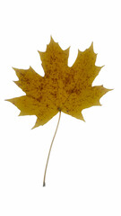 maple leaf isolated on white