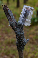 transparent glass cup hanging on a branch