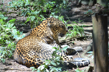 Leopard resting in the ground