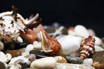 pebbles and shells strewn on the table