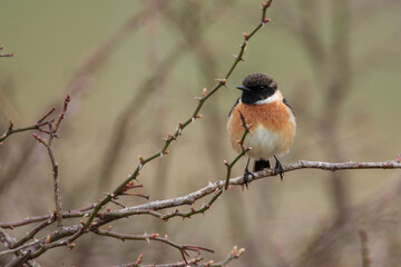 European Stonechat