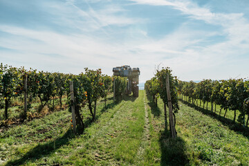 Fototapeta na wymiar Combine harvester machine in vineyard,south Moravia.Wine making concept.Agricultural scene.Harvesting grapes with modern latest technologies.Autumn rows of vineyards with tractor.Mechanical harvesting