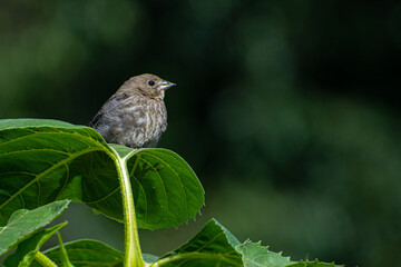 Bird on a Leaf