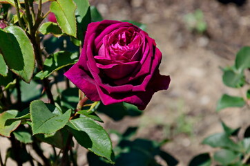 Blooming rose bush with pink flowers in the rose garden, Sofia, Bulgaria  