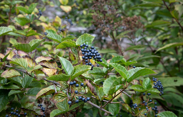 berries on a tree