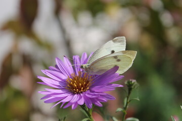 butterfly on flower
