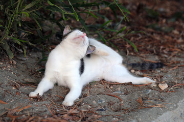 Homeless cat in Cyprus during a summer evening.