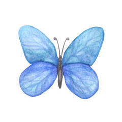 blue butterfly  watercolor isolated on white