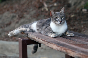 Homeless cat in Cyprus during a summer evening.