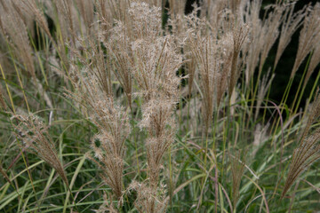 pampus grass