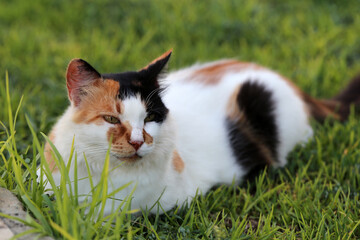 Multicolored homeless cat in Cyprus during a summer evening.