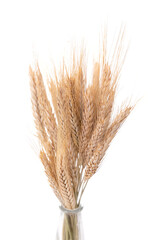 Fototapeta premium dried flowers, spikelets on white isolated background