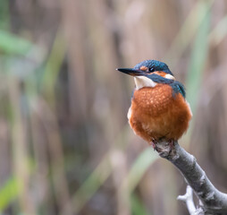 Common Kingfisher perched on a branch, Norfolk, England.