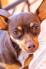 Mexican brown Chihuahua dog portrait looking lovely and cute Mexico.