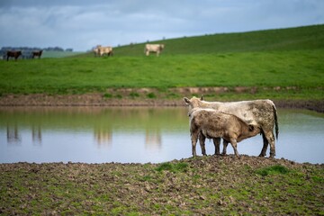 Close up of beef cows and calfs grazing on grass in Australia, on a farming ranch. Cattle eating...