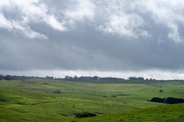 beef cows and calves grazing on grass in Australia, on a farming ranch. Cattle eating hay and...