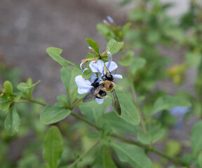 bees at work