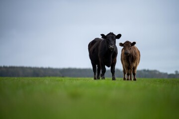 beautiful beef cows and calves grazing on grass in Australia, on a farming ranch. Cattle eating hay...